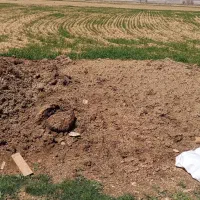 کود بلدرچین