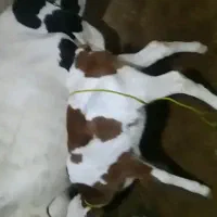 گاو هلشتاین با گوساله سمینتالم ماده