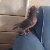 راعبی مشکی|پرنده|نجفآباد, شهدای غربی|دیوار