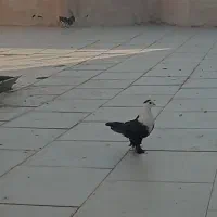 کله سفید نر