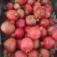 30هزارتومان|خوردنی و آشامیدنی|الشتر, |دیوار