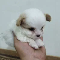 توله پامرخرسی