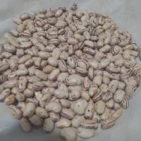 لوبیا چیتی و لوبیا قرمز ایرانی وانواع حبوبات|عمده‌فروشی|کرمان, |دیوار