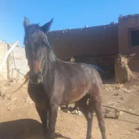 اسب