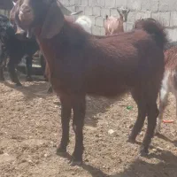 بز وگهره نر