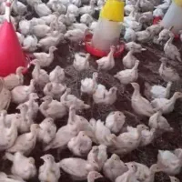 جوجه بوقلمون بیوتی وبرنز۱ روزه الی ۲ماه تخم نطفه د|حیوانات مزرعه|تهران, جوادیه|دیوار