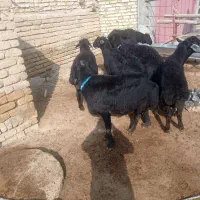 بره نر|حیوانات مزرعه|ایجرود, |دیوار