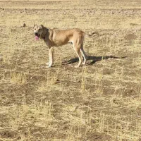 توله سرابی|سگ|بستان آباد, |دیوار