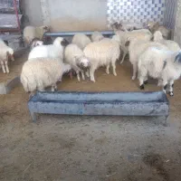 بره نر پرواری|حیوانات مزرعه|زرنه, |دیوار