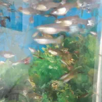 ماهی گوپی