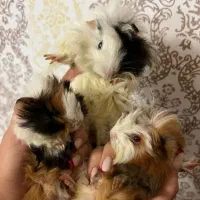 خوکچه هندی ماده حامله۴عدد