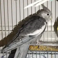 عروس هلندی گمشده|حیوانات|ایرانشهر, |دیوار