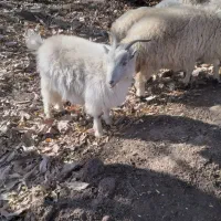 گوسفند فروشی