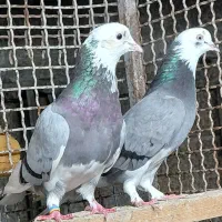 کبوتر پروازی