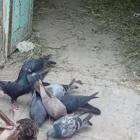 کبوتر