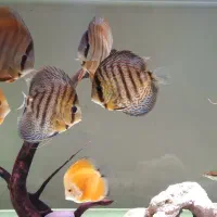 دیسکس|ماهی|مبارکه, |دیوار