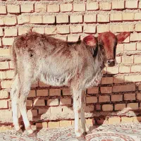 گاو یا گوساله|حیوانات مزرعه|شادگان, |دیوار