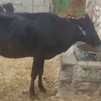 گاو و گوساله نر  قیمت130 میلون