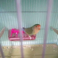 کوتوله برزیلی|پرنده|آشخانه, |دیوار