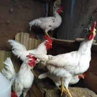 حراج خروس گلین یکجا 250 و بوقلمون سه ت|حیوانات مزرعه|یزد, |دیوار