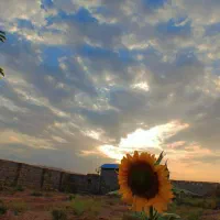 40قصب زمین/راین.ده ملک