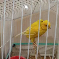 قناری سوپرمولد