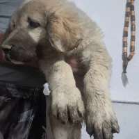 توله پژدر ۳ ماهه