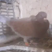 کفتر