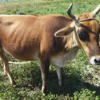 گاو|حیوانات مزرعه|کهنوج, |دیوار