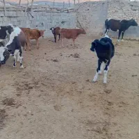 یاسوج گوساله گاو