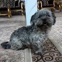 واگذاری سگ شیتزو