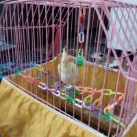 جوجه عروس هلندی ۱ ماهه|پرنده|اشتهارد, |دیوار