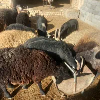 بز  و بره و میش همه فروشی|حیوانات مزرعه|جوادآباد, |دیوار