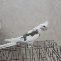 جوجه طوطی،عروس هلندی آلبینو و لوتینو