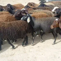 میش قزل افشار جوان ابستن وبره دار|حیوانات مزرعه|مشهد, زمرد|دیوار