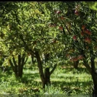 ۶۰۰متر باغچه ۶۰متر بنا|فروش خانه و ویلا|رباطکریم, انجم آباد|دیوار