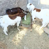 فروش دو عدد کهره نر یکی ماده|حیوانات مزرعه|بوشکان, |دیوار