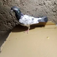 ماده تیدی|پرنده|مسجد سلیمان, |دیوار