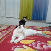 واگذاری گربه