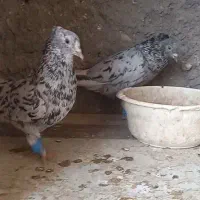 کفتر زرد کرمانی هفترنگ دمسفید