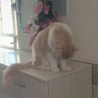 گربه پرشین|گربه|کاشان, خرمدشت|دیوار