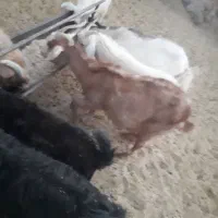 بز‌پاکستانی|حیوانات مزرعه|سربیشه, |دیوار