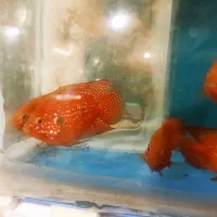 سالن پرورش ماهی پاسارگاد