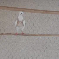 قبول واگذاری کبوتر و هر نوع پرنده‌ی دیگه