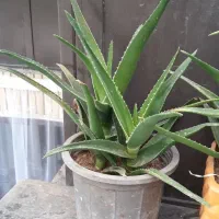 گلدون شاخ بزی|گل مصنوعی|مشهد, امام خمینی|دیوار