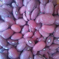 لوبیا قرمز