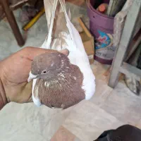 یاهو رنگی و پرشی