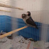 طوطی برزیلی