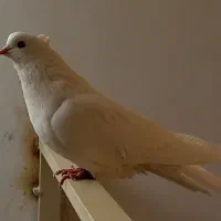 طوقی سفید بیزککیل و تیدی نر و چهار جوجه