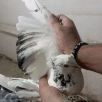 سوسکی  ، دم سیاه، دم سفید ،دس پر ، زاغ|پرنده|سمنان, |دیوار